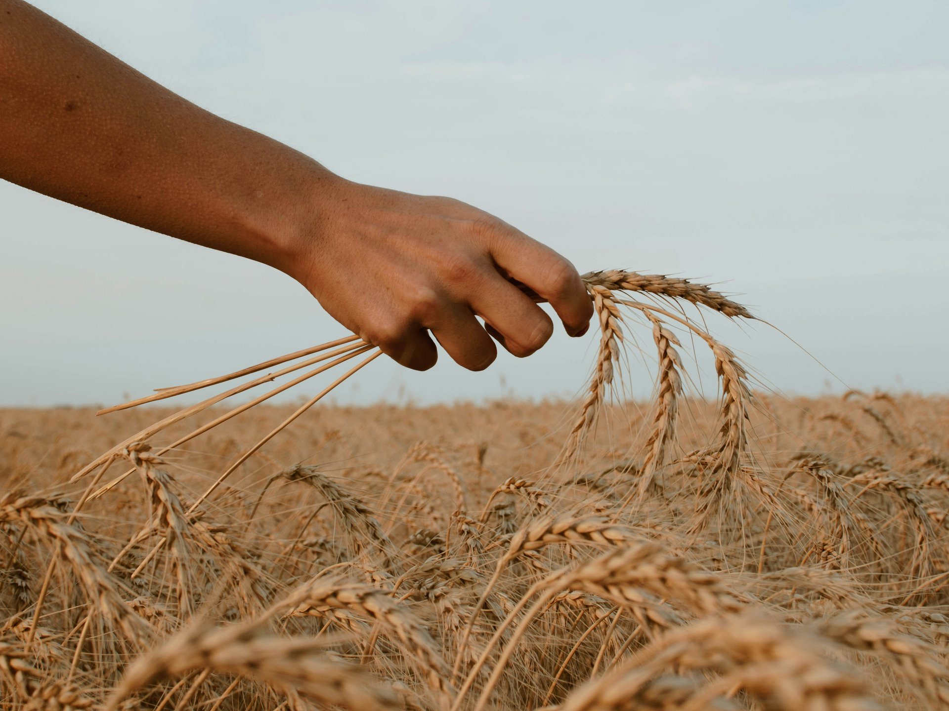 Keltische Feiertage im Porträt: Lughnasadh| Seezeitlodge Hand hält Ähren in einem reifen Weizenfeld