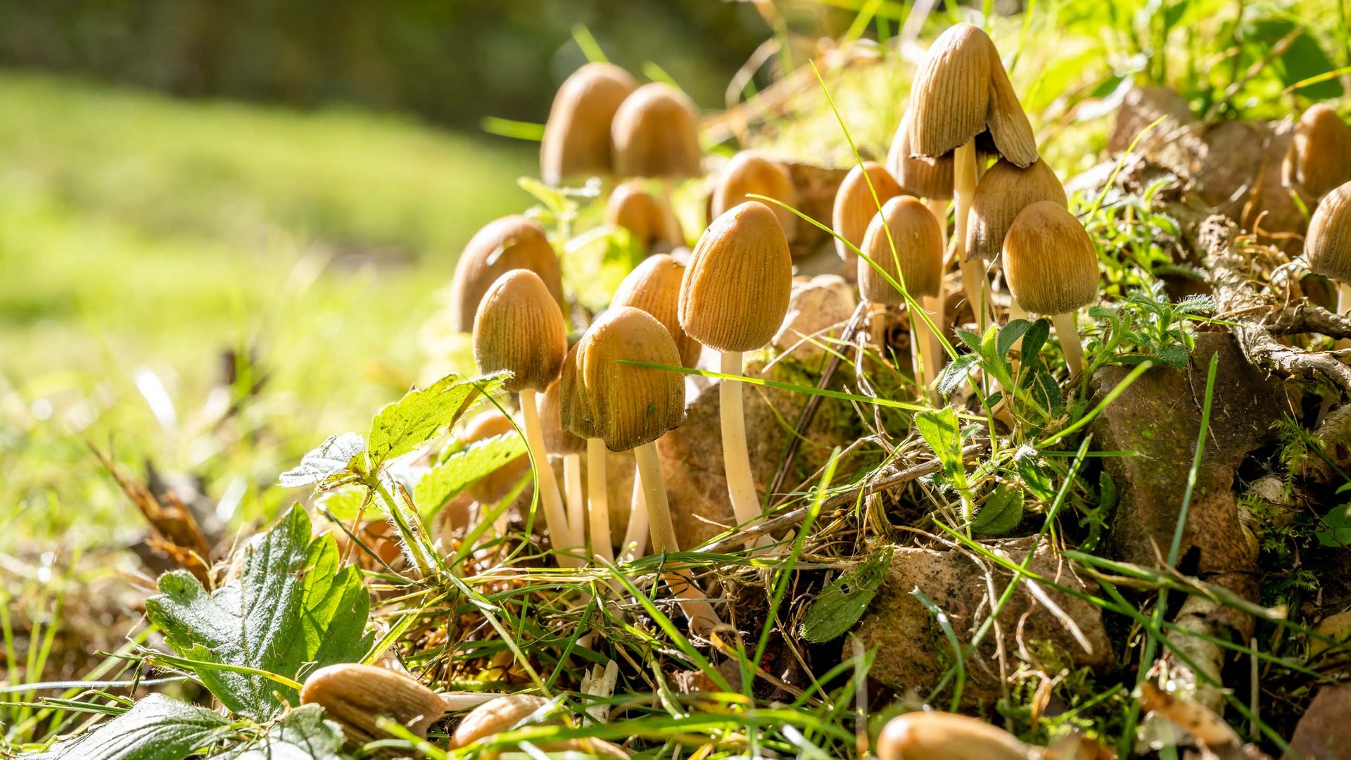 Zwischen See und Wald: Ihr nachhaltiges Hotel in Deutschland Braune Pilze wachsen auf grünem Gras mit Blättern und Steinen im Sonnenlicht
