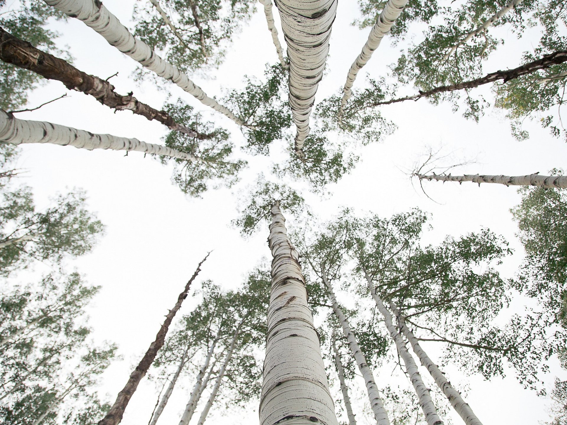 Grüner Luxus: Was ein nachhaltiges Hotel wirklich ausmacht Blick nach oben auf weiße Baumstämme und grünes Laub an einem bewölkten Himmel