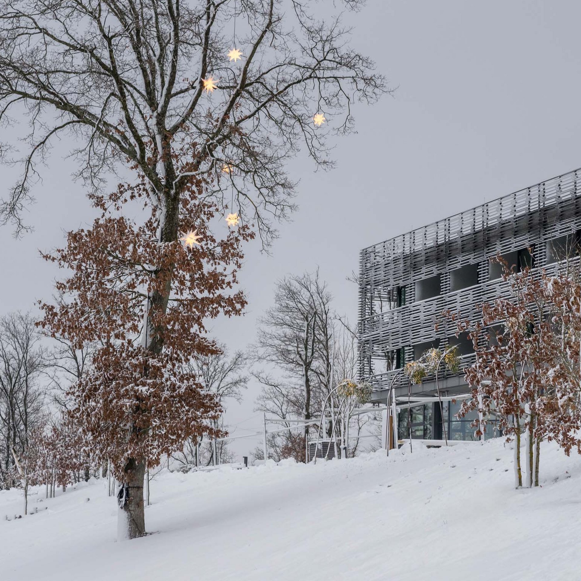 Die Seezeitlodge: Ihr Hotel am Bostalsee Verschneites modernes Gebäude neben einem kahlen Baum mit leuchtenden Sternen