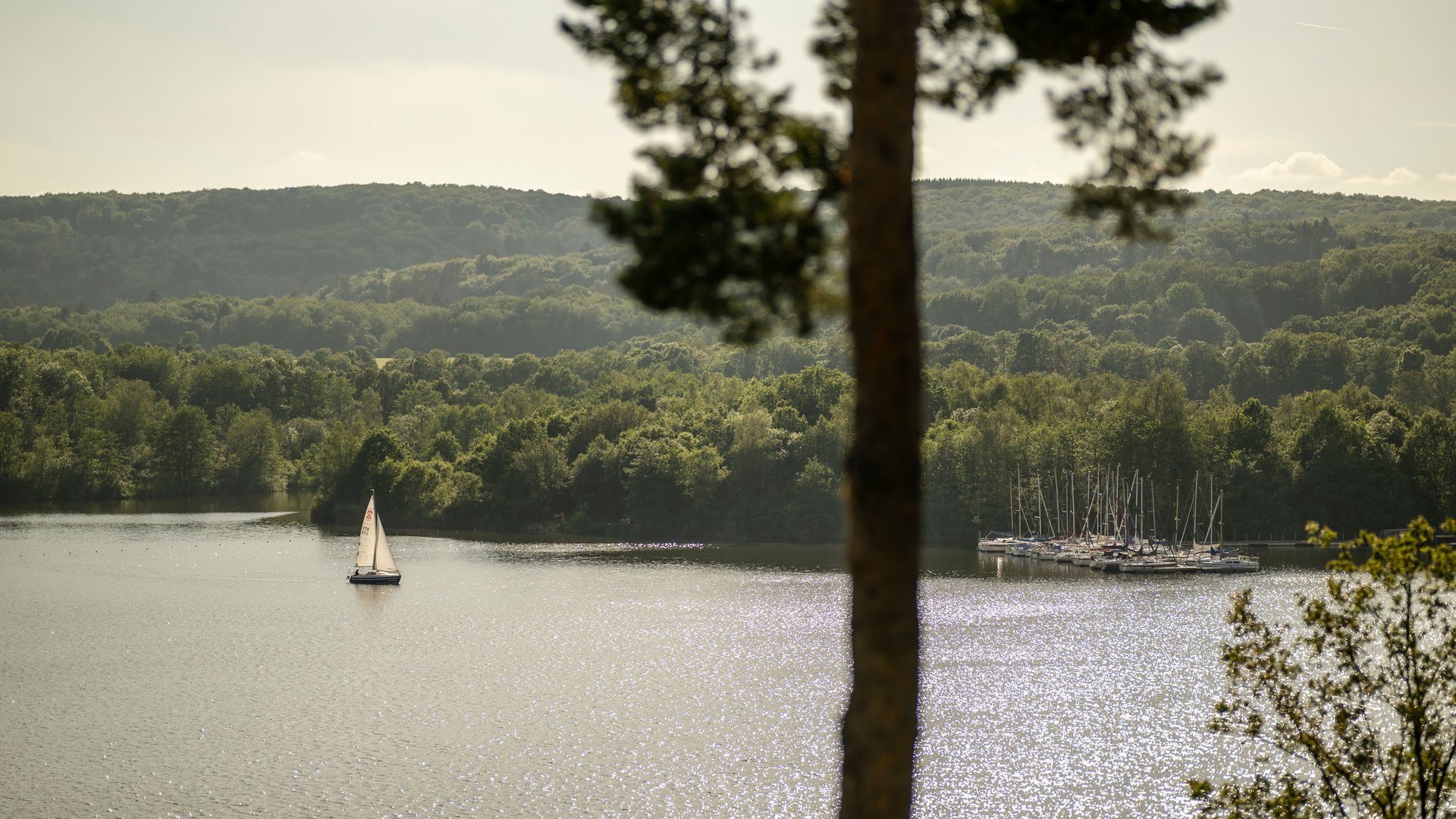 Seezeitlodge : Galerie photos Voilier sur un lac scintillant avec forêt en arrière-plan