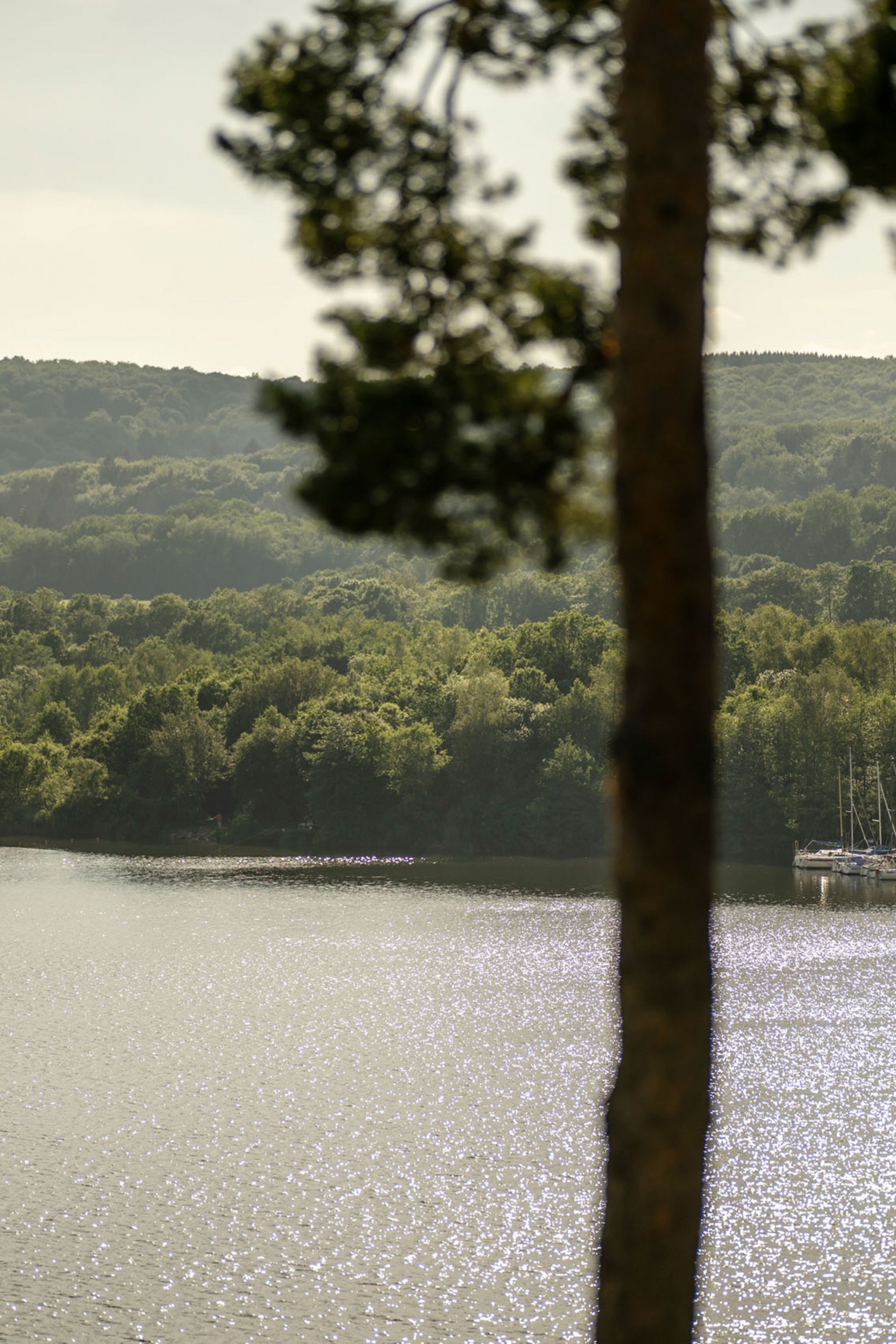 Seezeitlodge: Bildergalerie Segelboot auf glänzendem See mit bewaldetem Ufer im Hintergrund