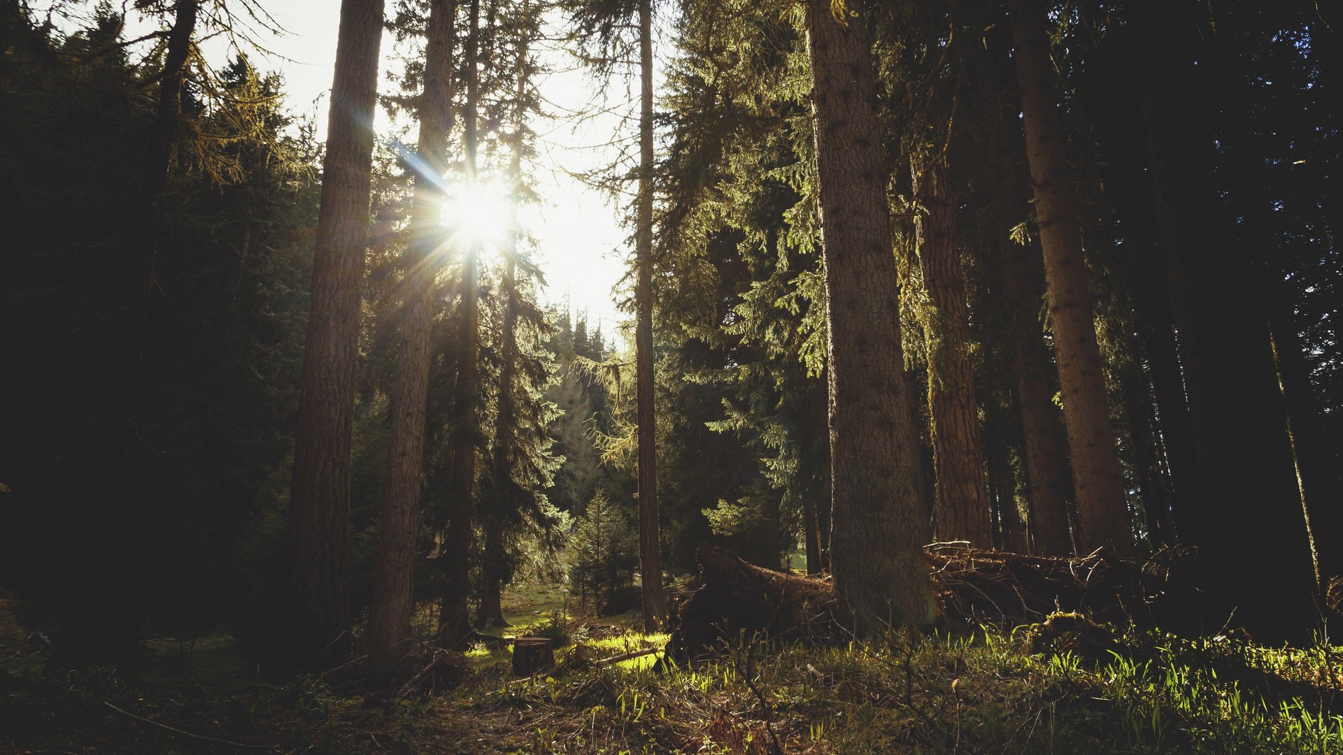 Seezeitlodge: Lieblingsgeschichten Sonnenlicht scheint durch dichten Wald mit hohen Bäumen
