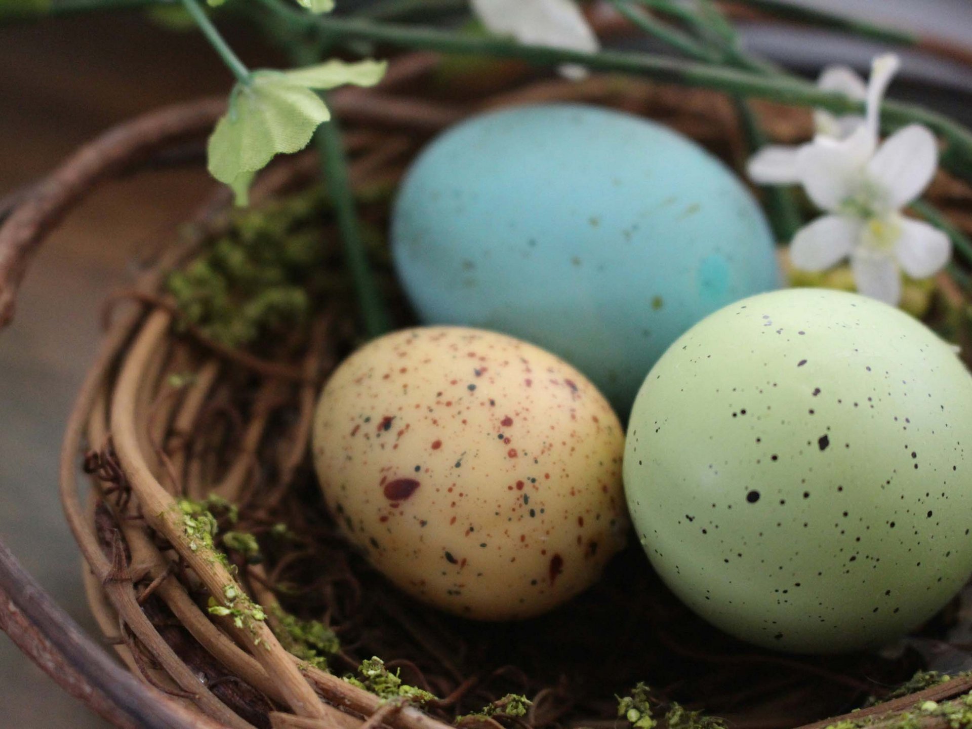 Ostara: Keltische Feiertage Porträt - Blog Vogelnest mit drei bunten Eiern und einer weißen Blume